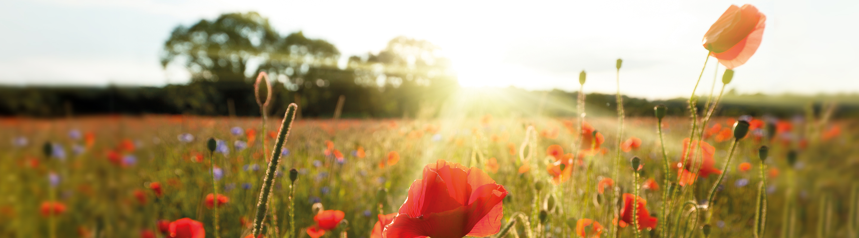 Тарифен план Флекс Fix